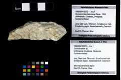 Foto (Objekt + Etikett) von Goniodromites sp.  (NHMW-GEO-1990-0041-0370)